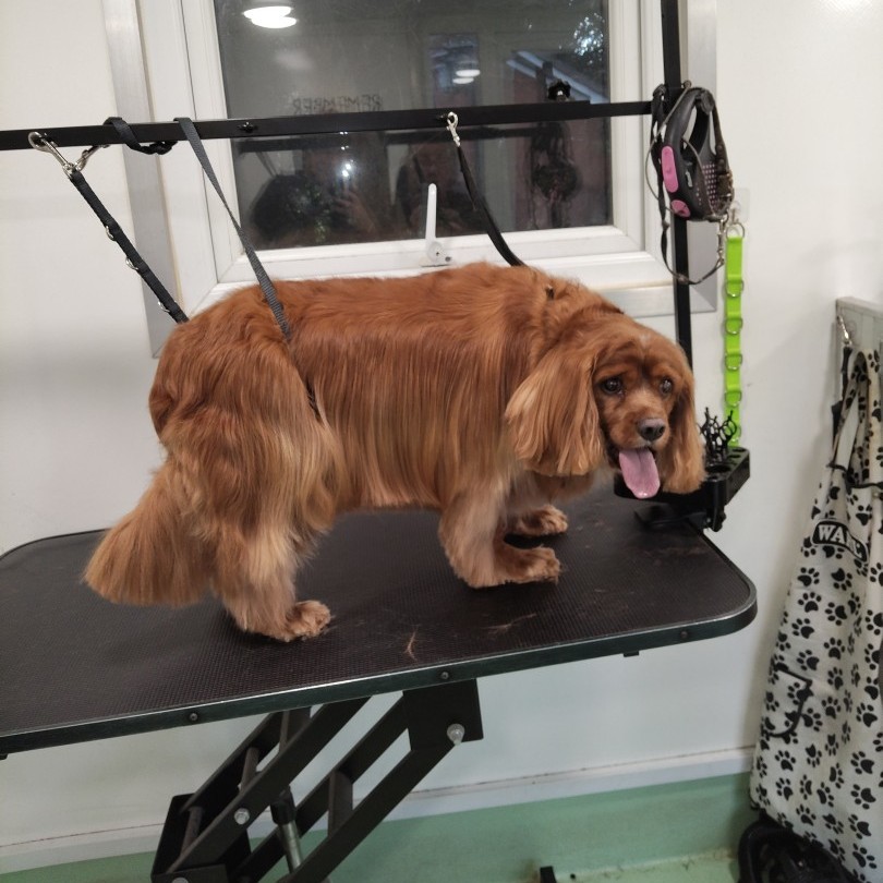 Dog after grooming - after