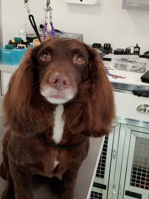Dog after grooming - after