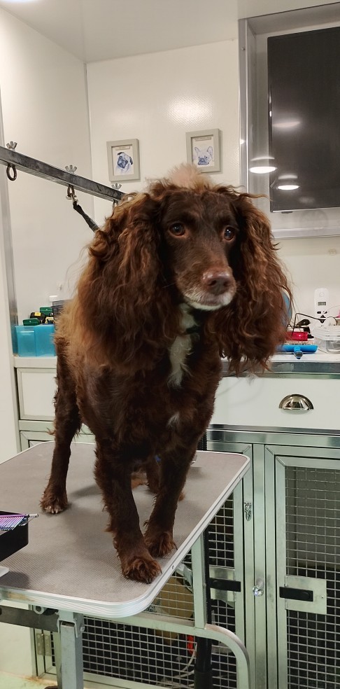 Dog before grooming - before