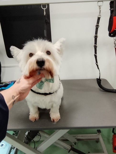 Dog after grooming