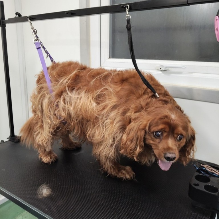 Dog before grooming