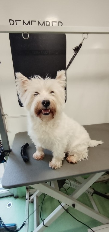 Dog before grooming
